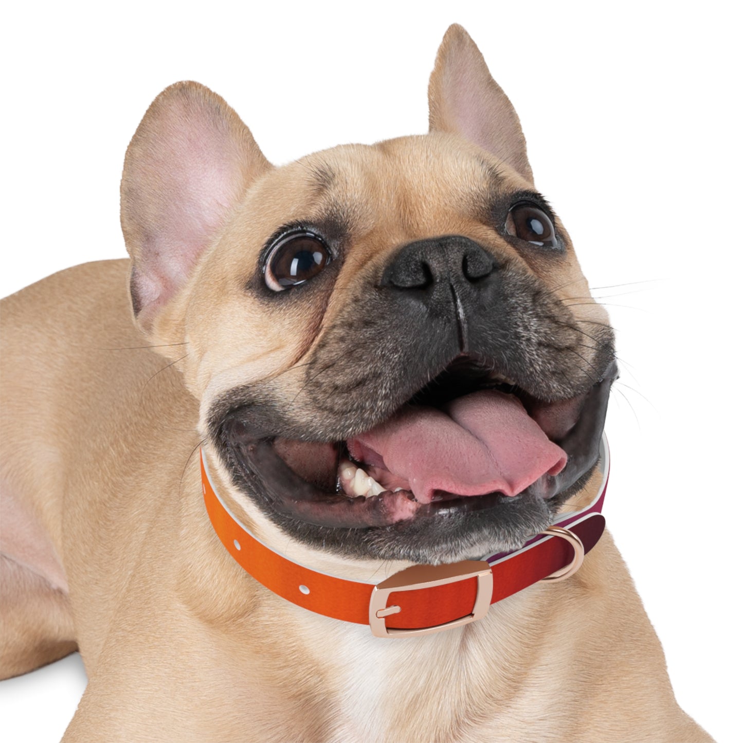 Vibrant Gradient Dog Collar