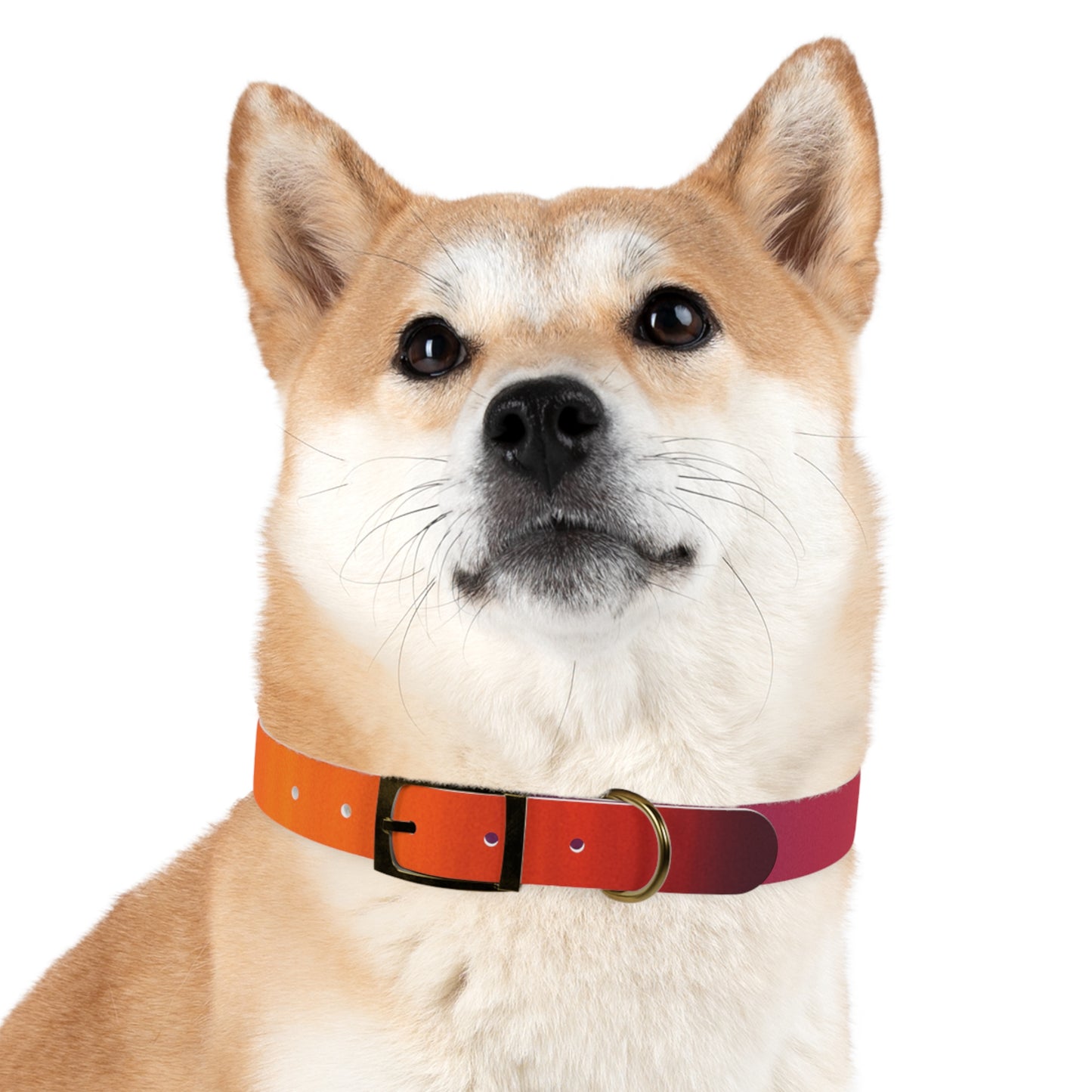 Vibrant Gradient Dog Collar