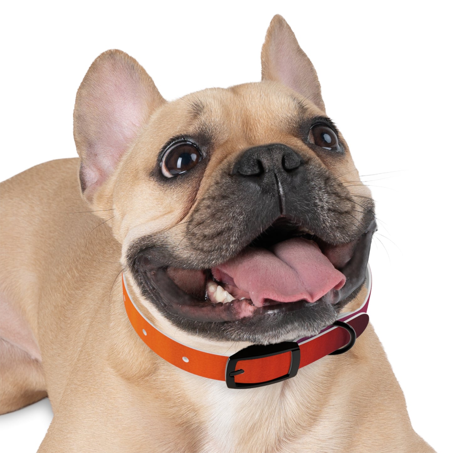 Vibrant Gradient Dog Collar
