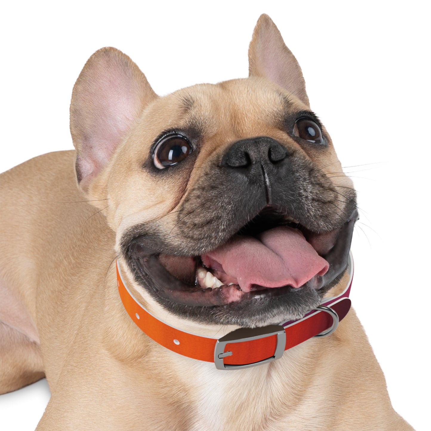 Vibrant Gradient Dog Collar