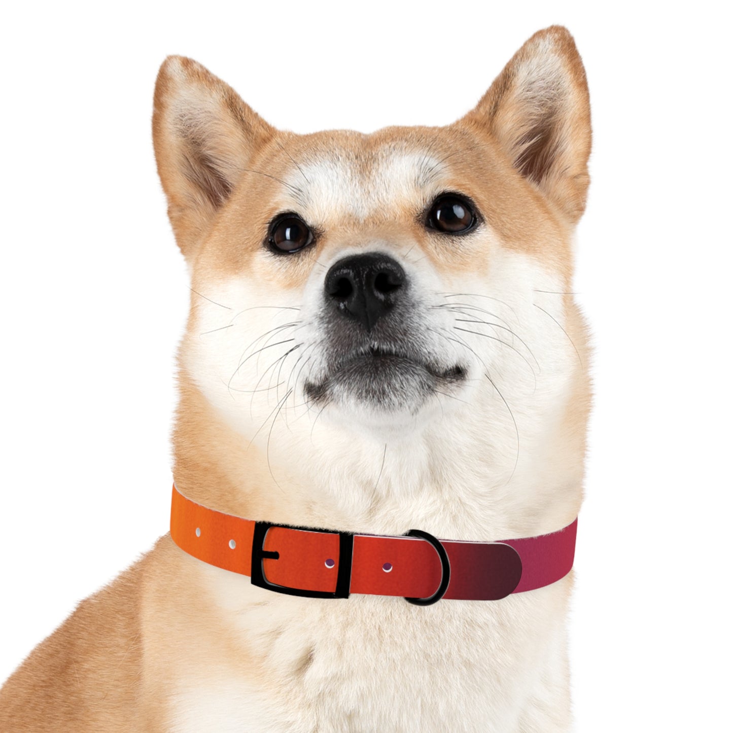 Vibrant Gradient Dog Collar