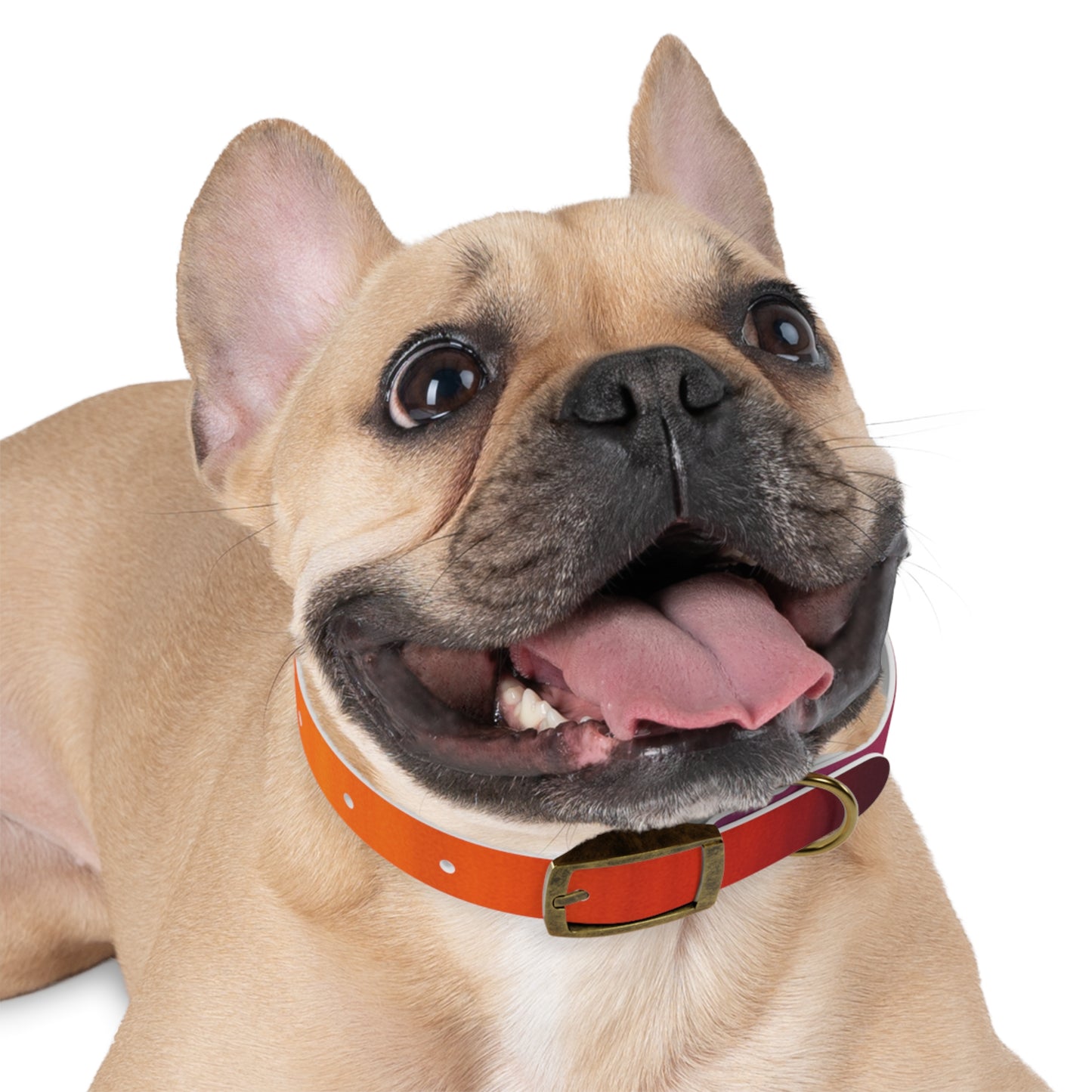 Vibrant Gradient Dog Collar
